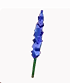 Delphinium