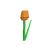 Orange Tulip